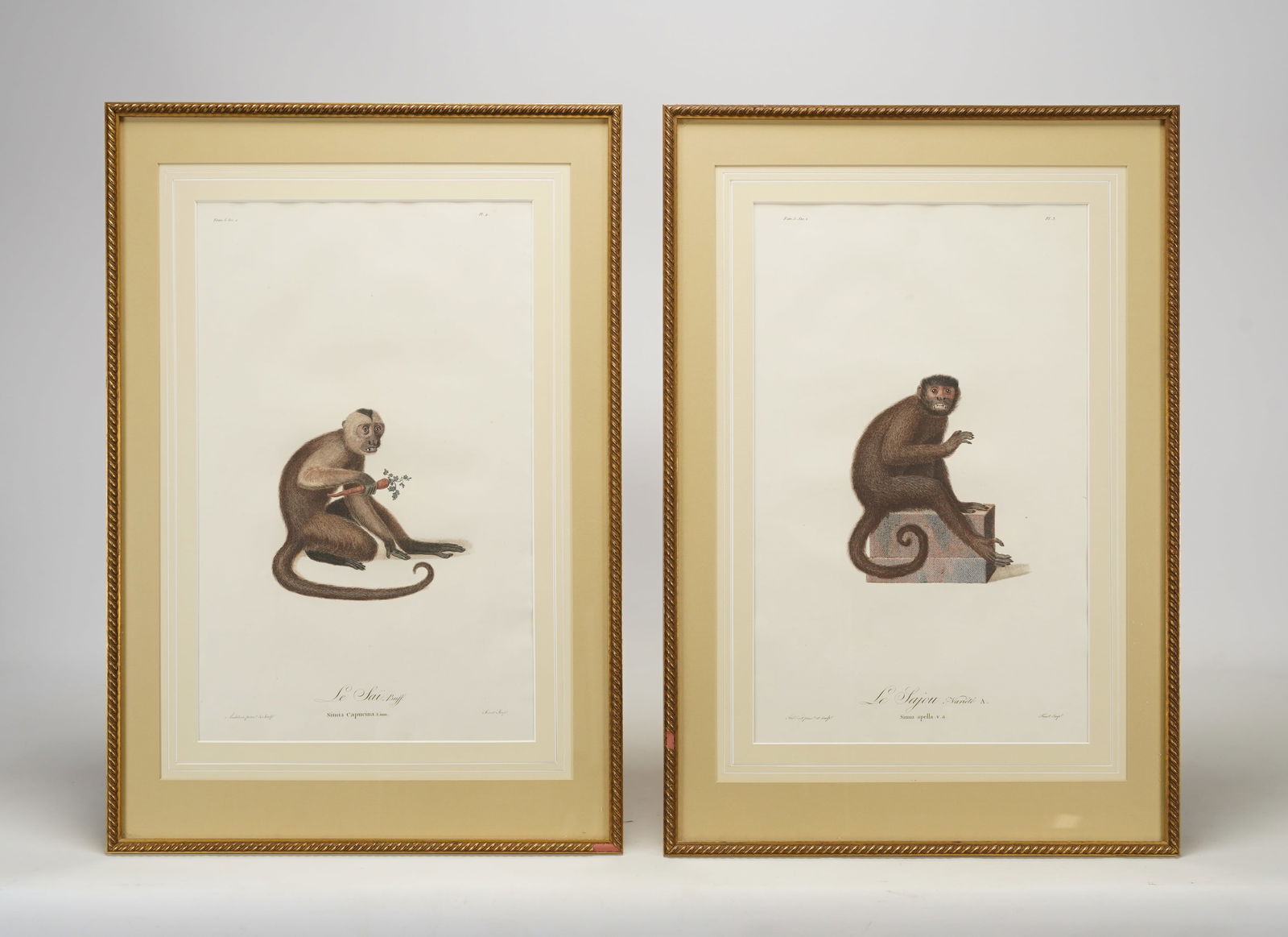 Audebert, Jean-Baptiste. Framed Pair Original 18thC Hand Colored Monkey Prints (1 of 4)