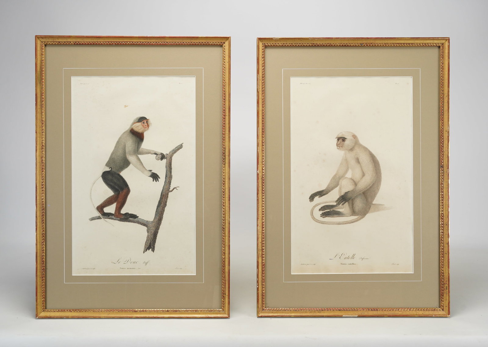 Audebert, Jean-Baptiste. Framed Pair Original 18thC Hand Colored Monkey Prints (1 of 7)
