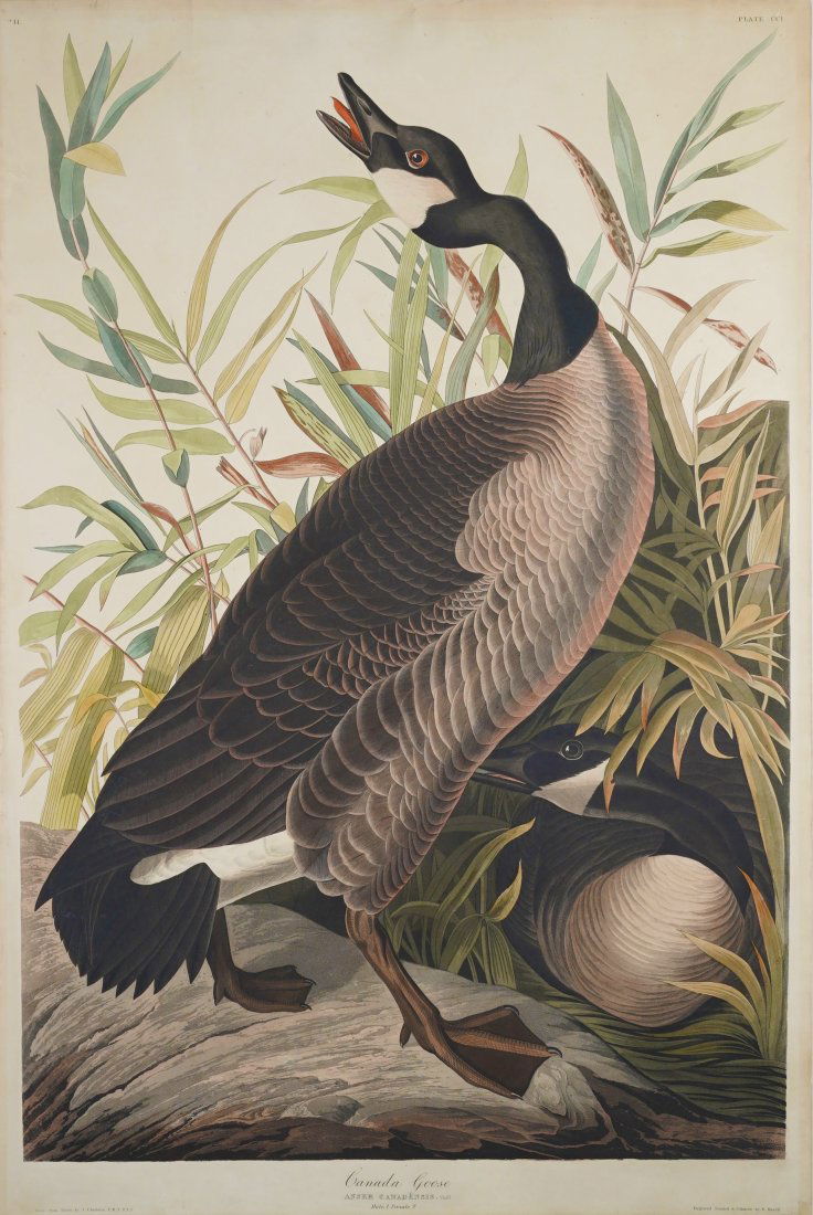 Audubon, John James. Plate CCI Canada Goose Original Elephant Folio Hand Colored Engraving (1 of 13)