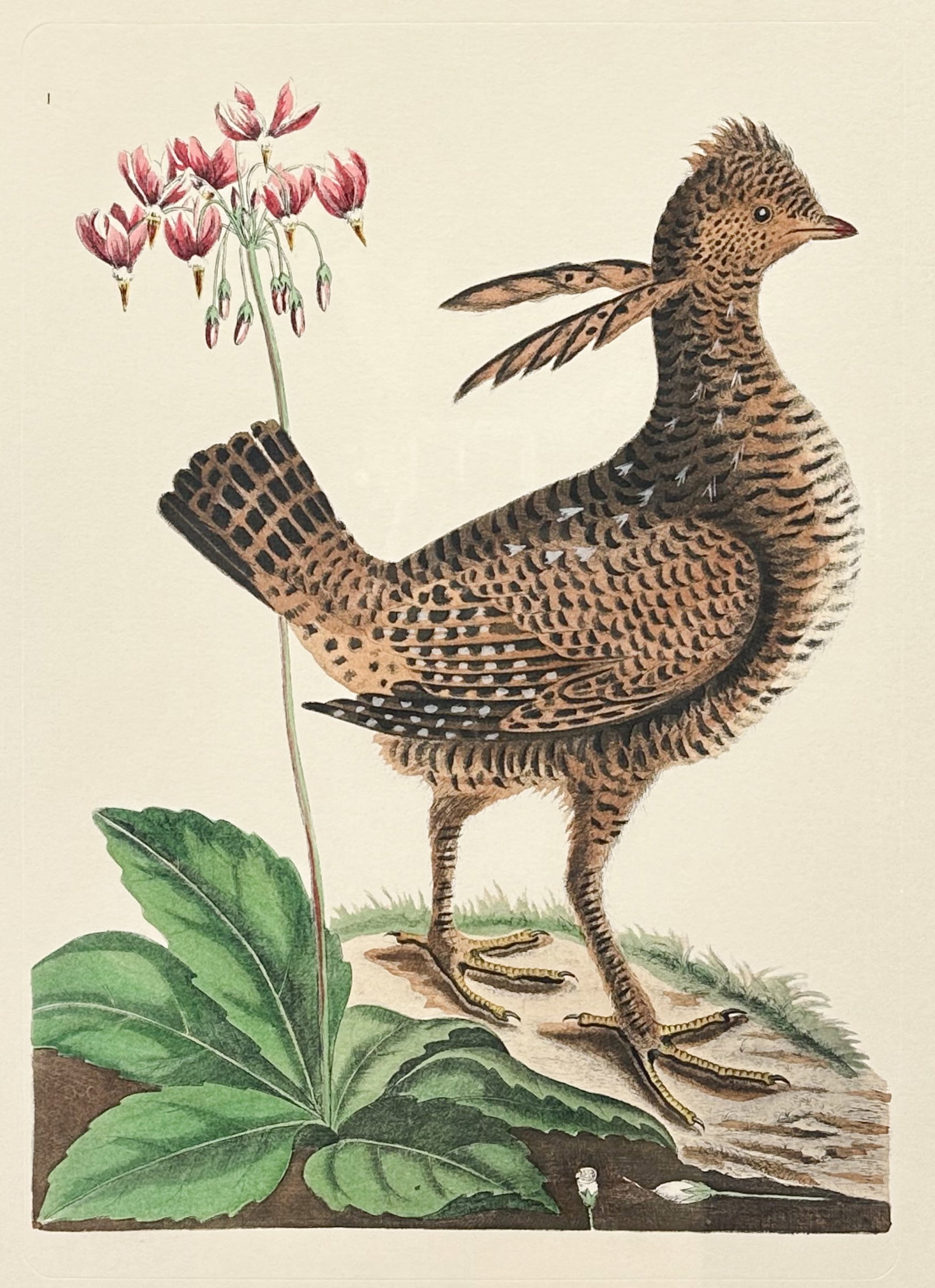 Mark Catesby "Heath Hen or Greater Prairie Chicken" Hand Colored Ornithological Etching Print (1 of 5)