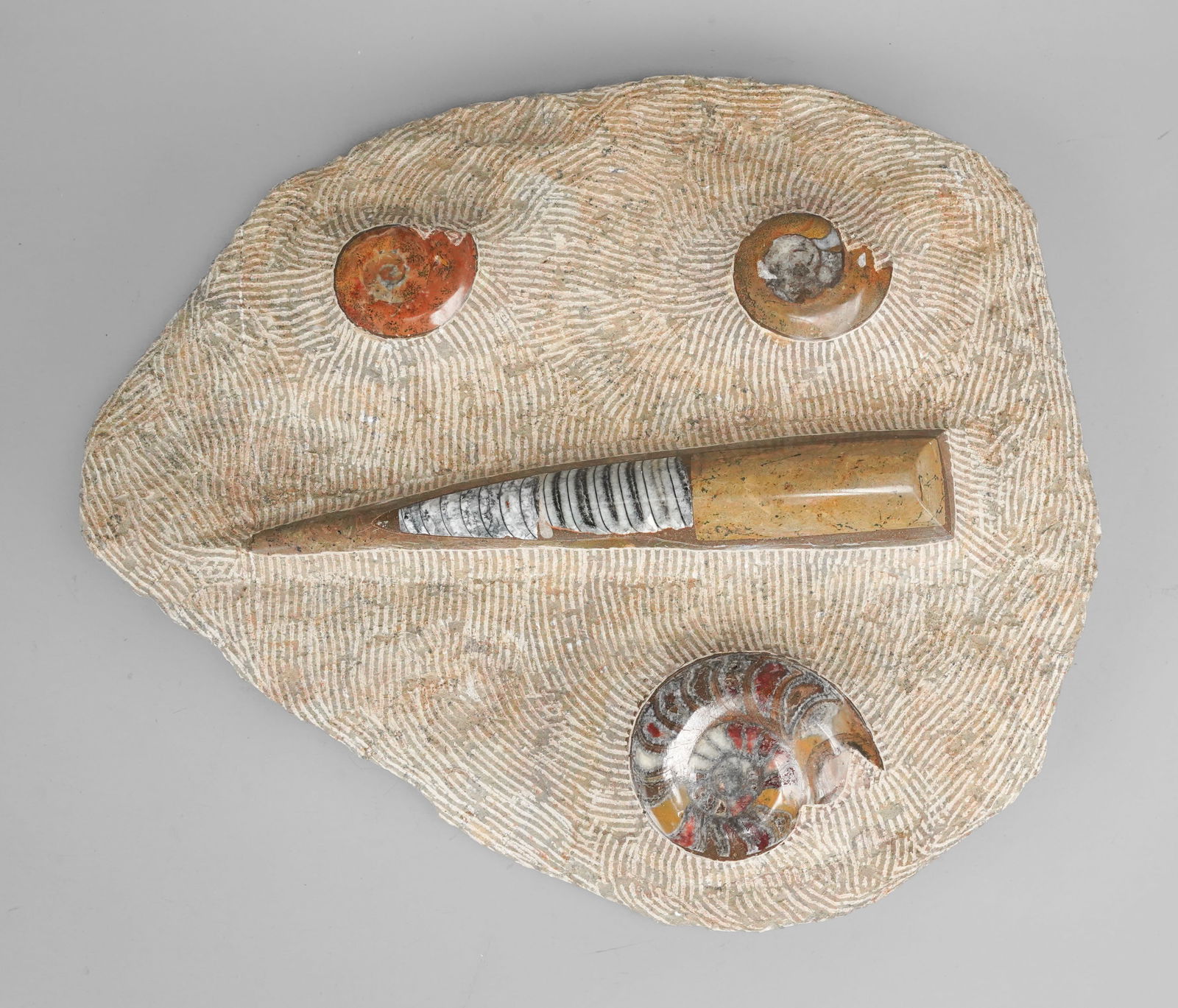 Antique Ammonite Polished Fossil  Stone Group Specimen (1 of 6)