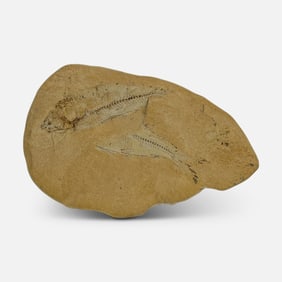 Ancient Fossilized Fish In Split Shale