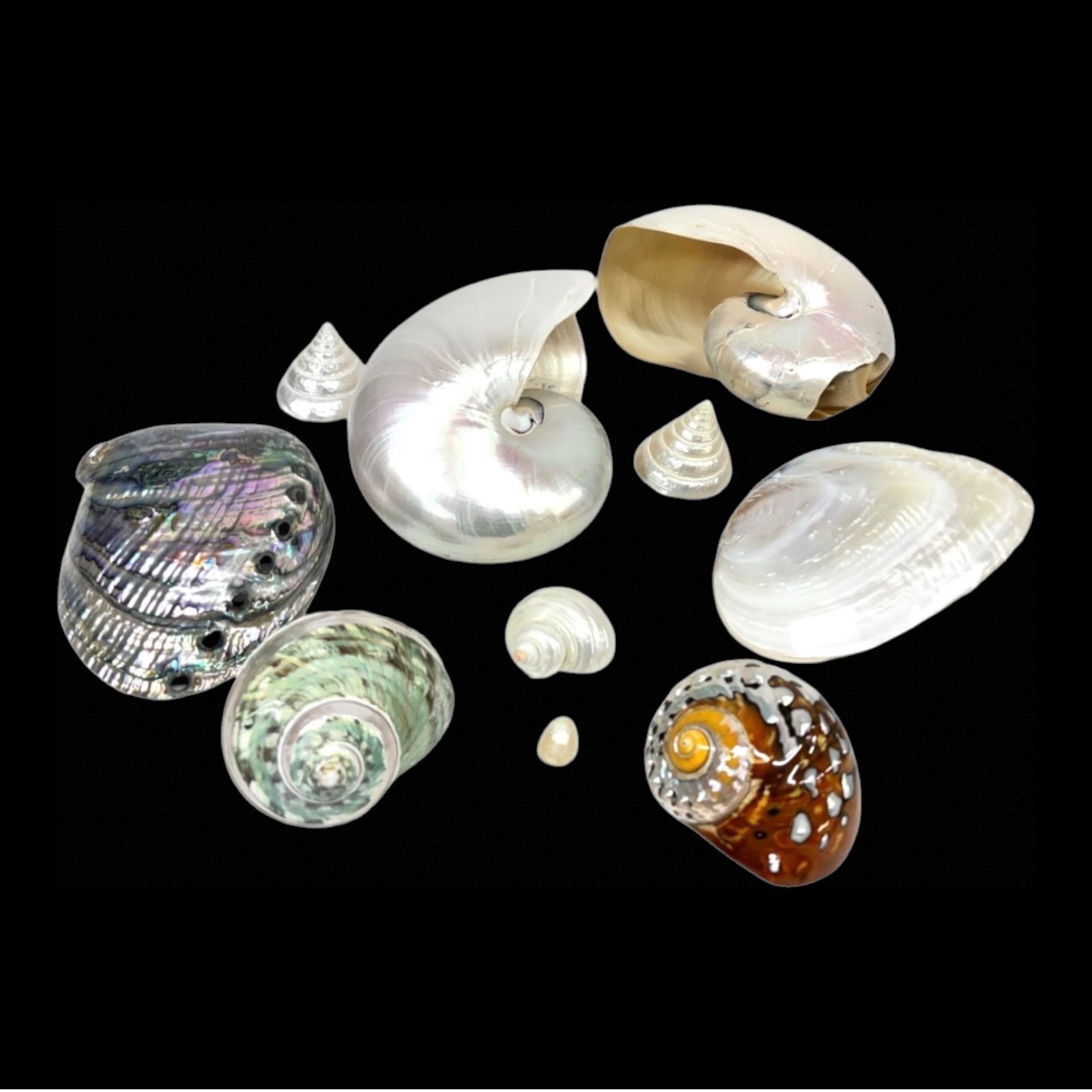 Seashell Collection (1 of 5)