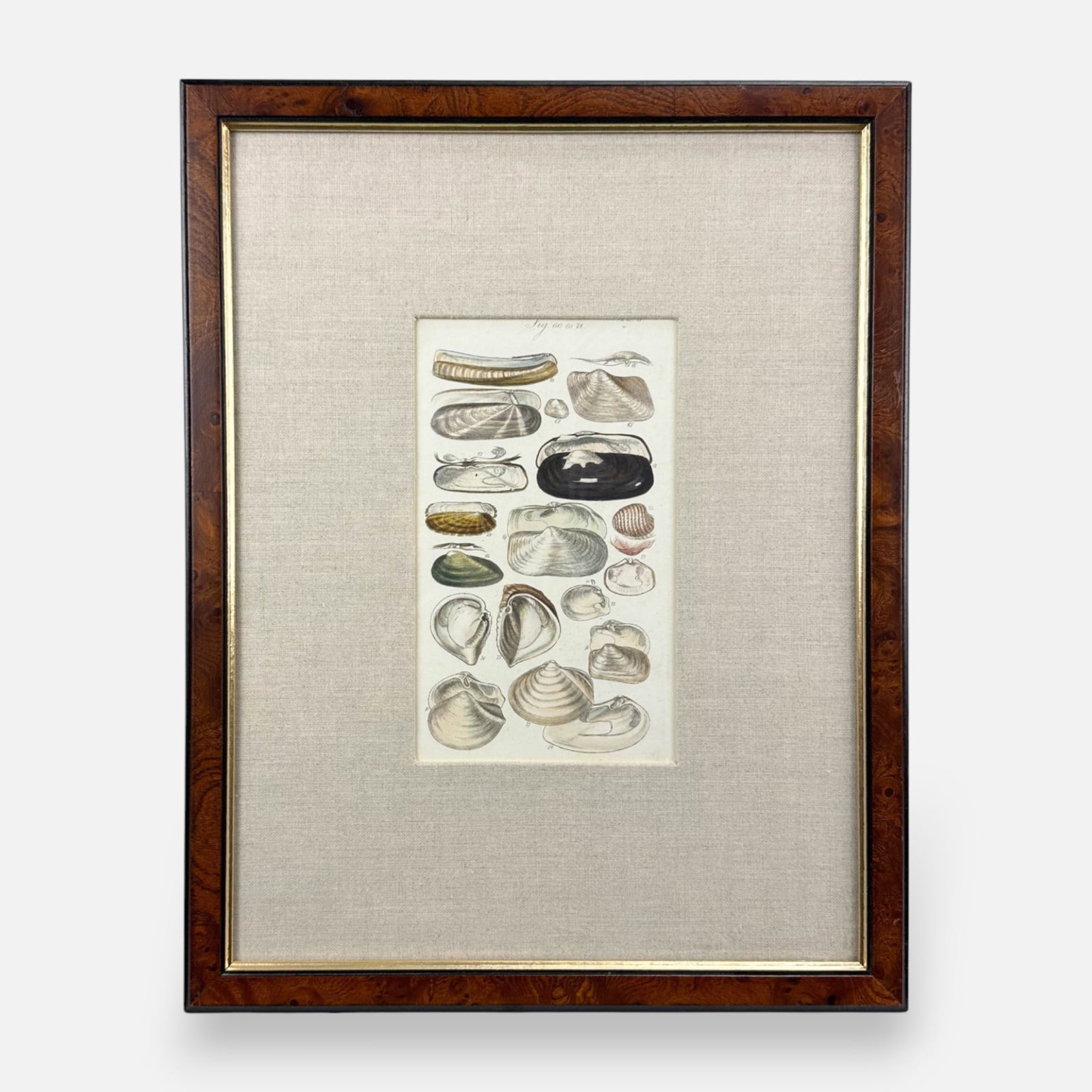 George Sowerby Antique Hand Colored Seashell Framed Print #3 (1 of 4)