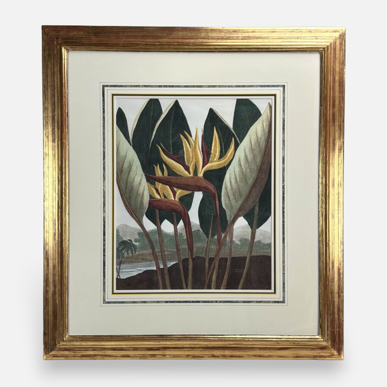 Dr. Robert Thornton (After) "The Queen Plant" Hand Colored Etching Framed Print (1 of 3)