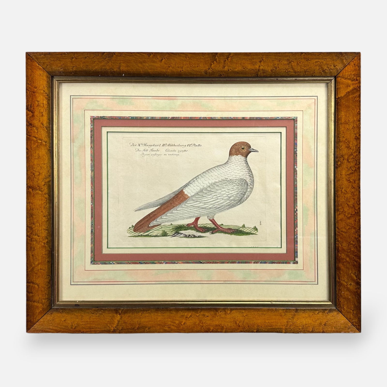Johann Frisch "Passenger Pigeon" Plate 143 Hand Colored Etching Framed Print (1 of 6)