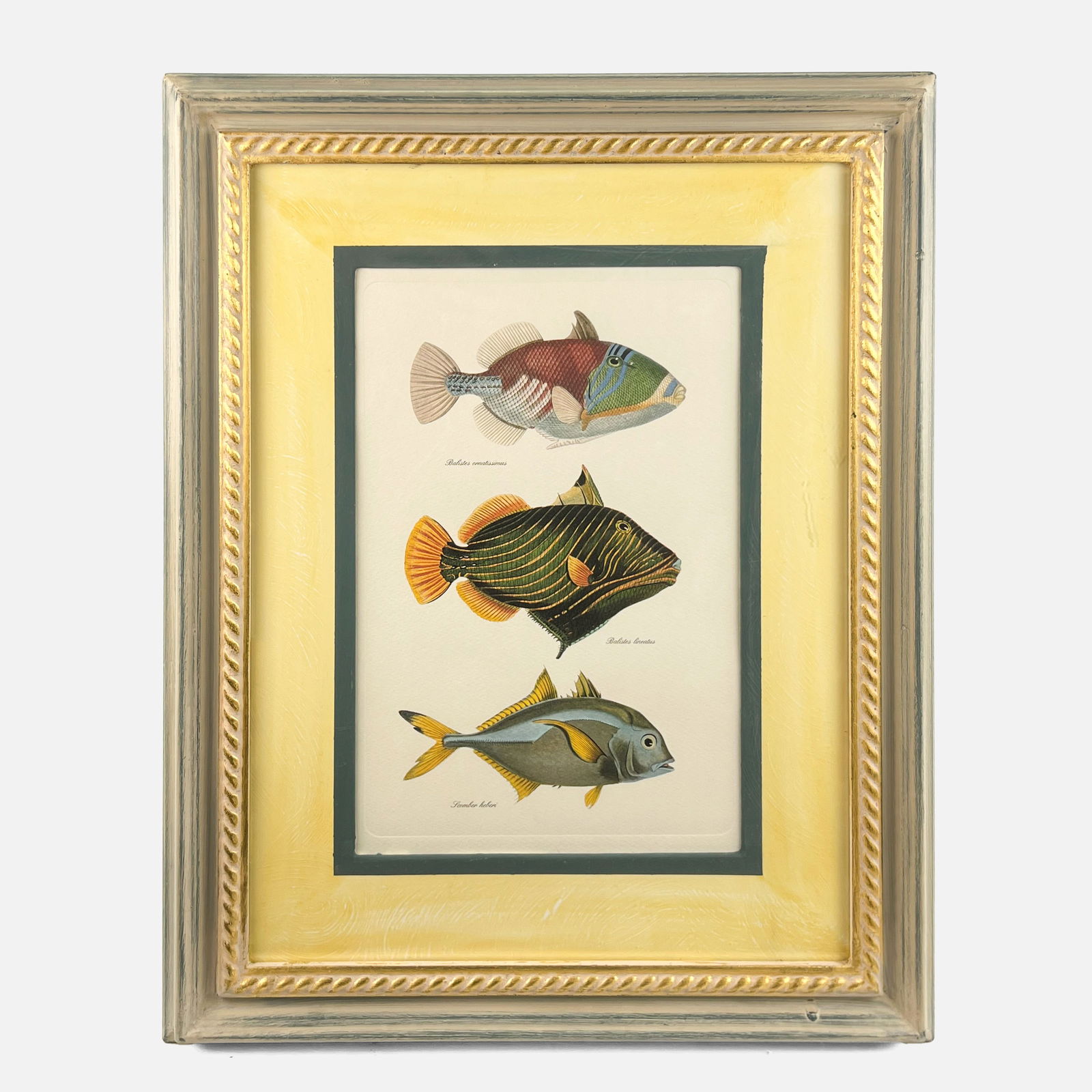 Hand Colored Triggerfish and Jack Fish Framed Print (1 of 4)