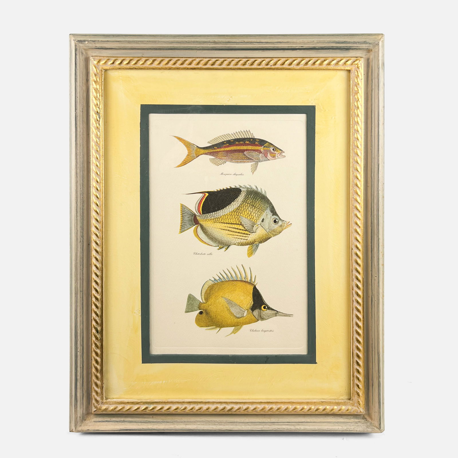 Hand Colored Butterflyfish and Yellowtail Snapper Fish Framed Print (1 of 4)
