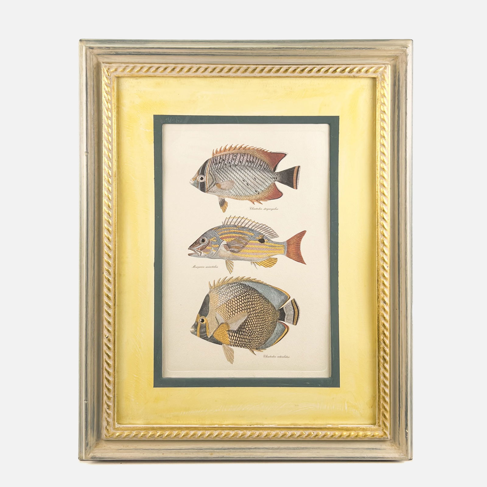 Hand Colored Butterflyfish and Lane Snapper Fish Framed Print (1 of 4)