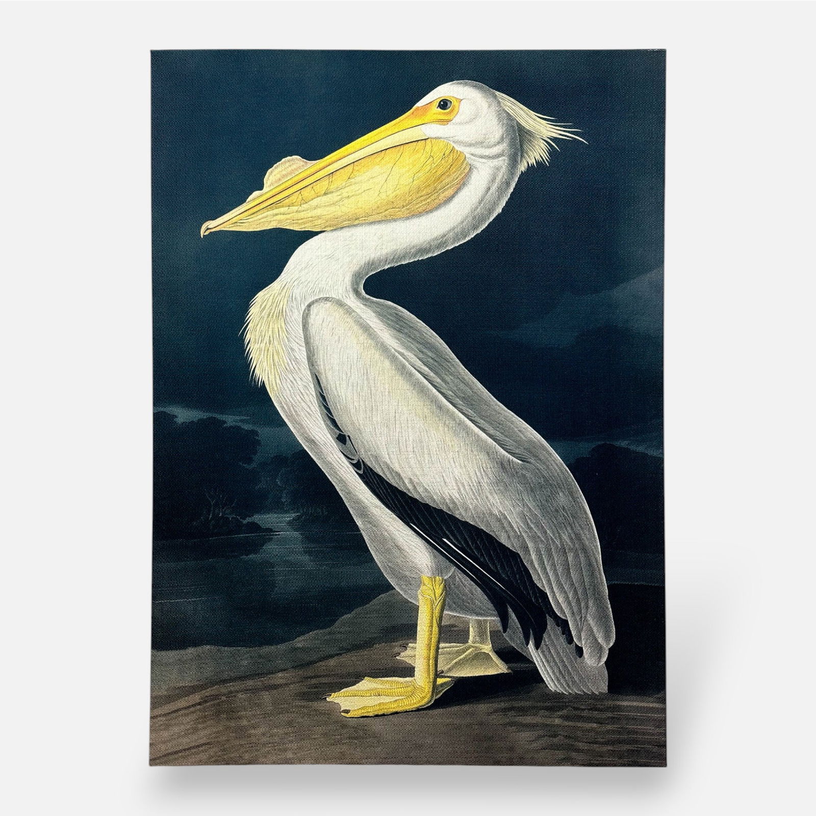 Very Large J. J. Audubon (After) "Great White Pelican" Print on Wove Fabric (1 of 5)