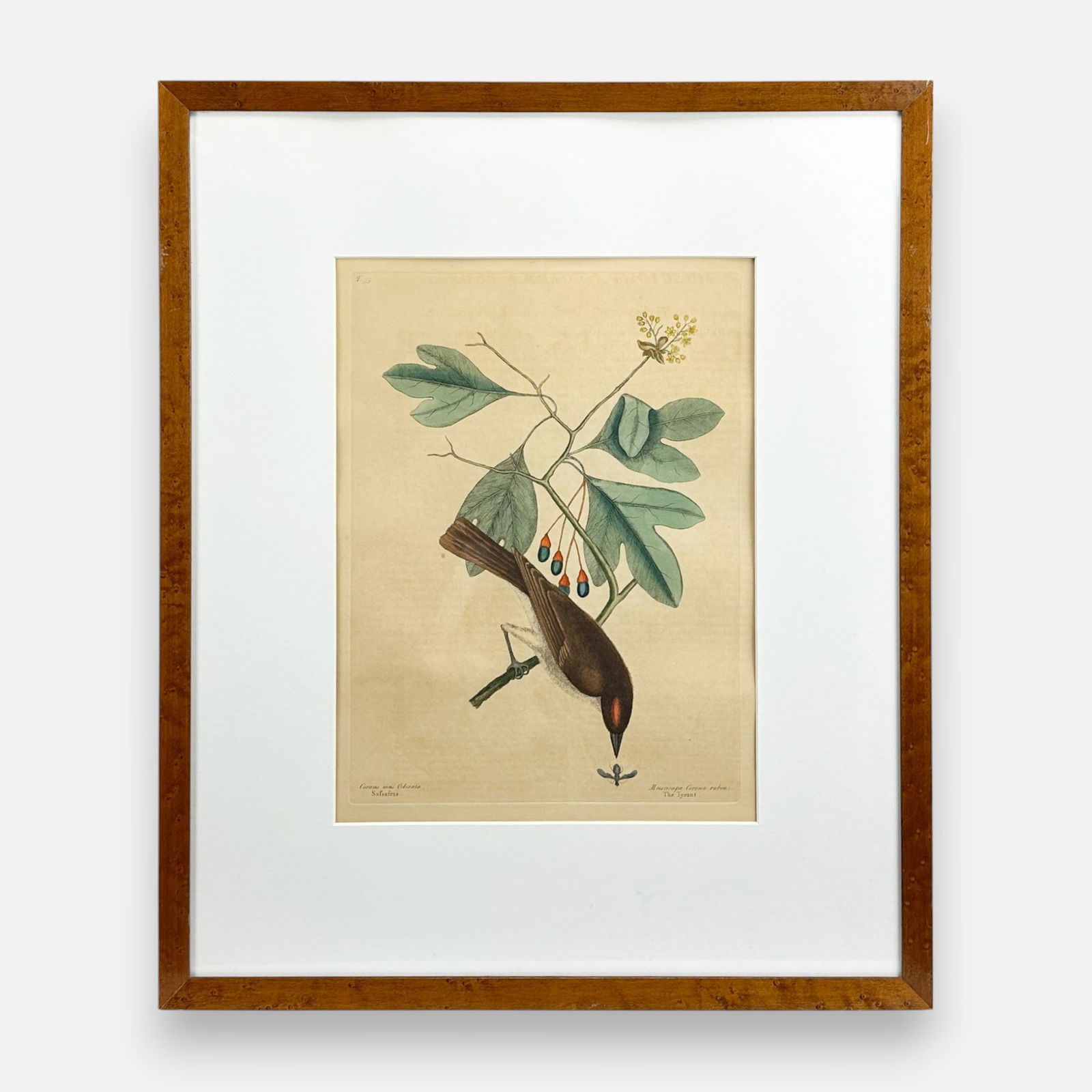 Mark Catesby "The Tyrant" Antique Hand Colored Engraving Framed Print (1 of 7)