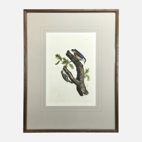 PJ Selby "Nuthatch - Creeper" Antique Hand Colored Engraving Framed Print