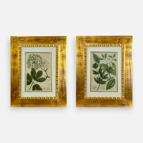 Two Antique 18thC Hand Colored Botanical Prints Framed