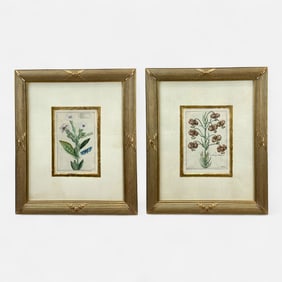Pair Antique Hand Colored Botanical Prints Framed
