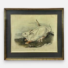 John James Audubon "Northern Hare" Antique 19thC Hand-Colored Print Framed