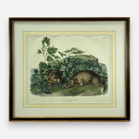 John James Audubon "Lewis' Marmot" Antique 19thC Hand-Colored Print Framed