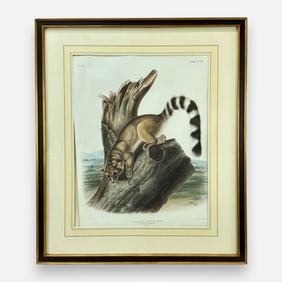 John James Audubon "Ring-Tailed Bassaris" Antique 19thC Hand-Colored Print Framed