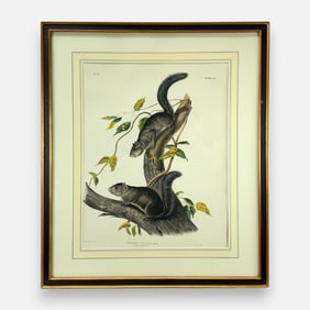 John James Audubon "Collies Squirrel" Antique 19thC Hand-Colored Print Framed