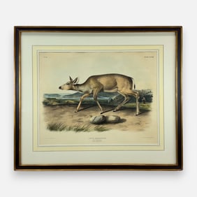 John James Audubon "Black-Tailed Deer" Antique 19thC Hand-Colored Print Framed