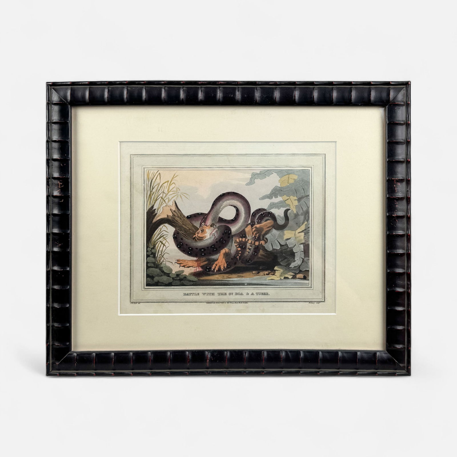 Edward Orme "Battle With The Gt Boa & A Tiger" Antique 19th Handcolored Aquatint Framed (1 of 7)