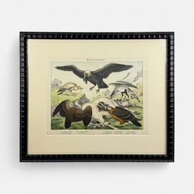 Antique 19thC German Ornithological Scavenging Birds Feeding on Carrion Print Framed