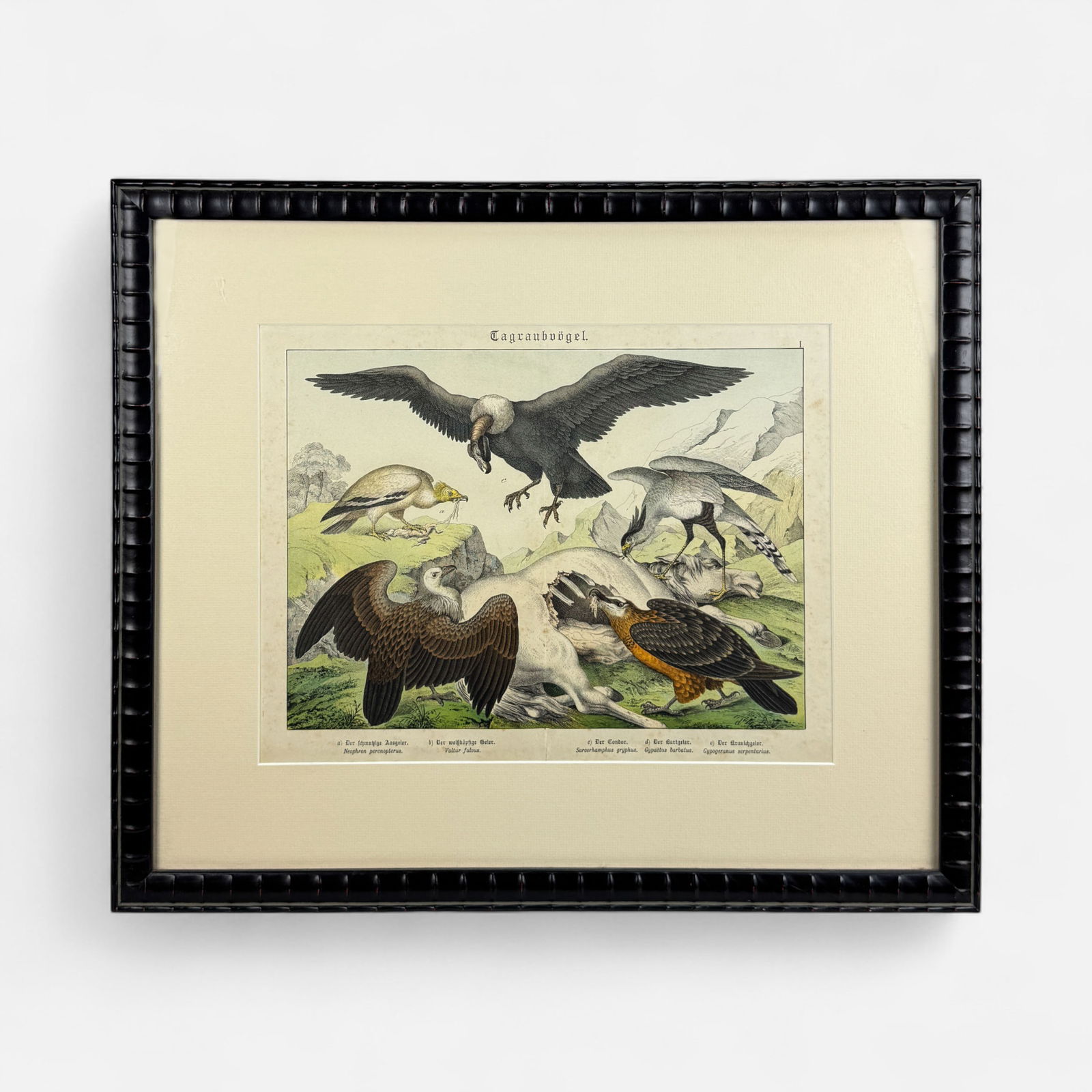 Antique 19thC German Ornithological Scavenging Birds Feeding on Carrion Print Framed (1 of 7)