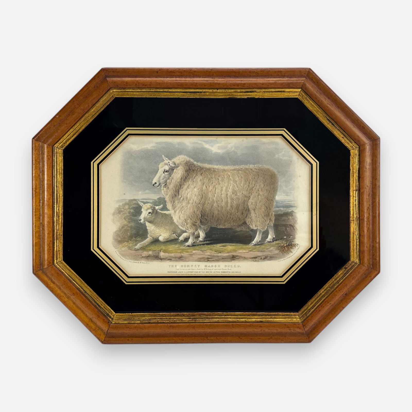 William Shiels (After) "The Romney Marsh Breed" Antique 19thC Hand Colored Lithograph Framed Print (1 of 9)
