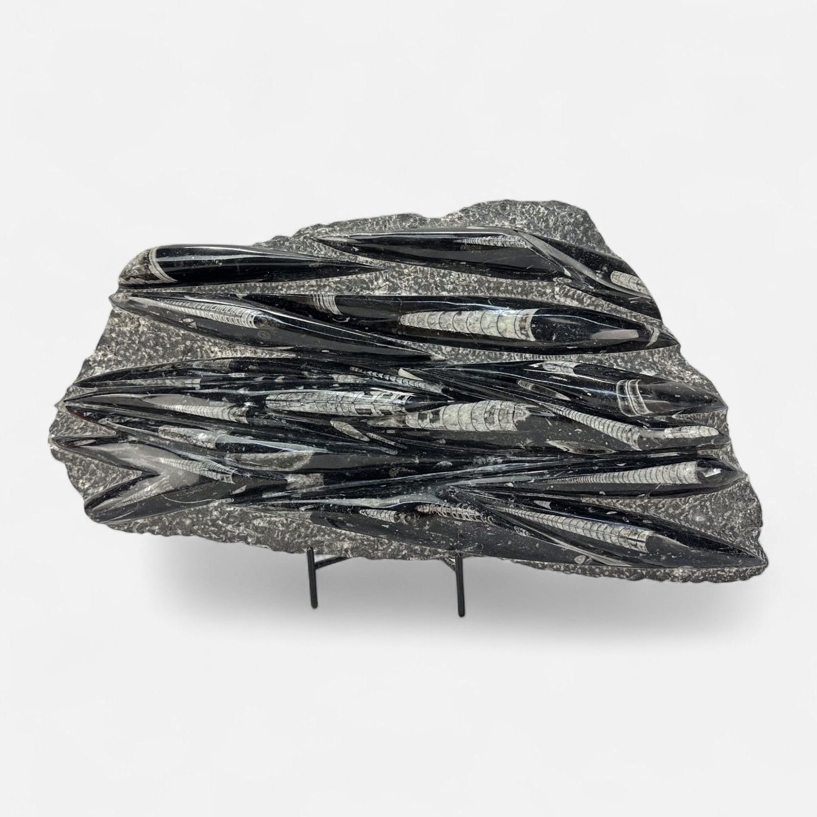 Orthoceras Fossil Clutch Polished Plate Fossilized Mineral Plaque: Good as shown, stand included.For shipping, we highly recommend Donald Camden at UPS Store 4608. Alternatively, reach out to one of our preferred shippers listed at the link below or elect for LiveShi