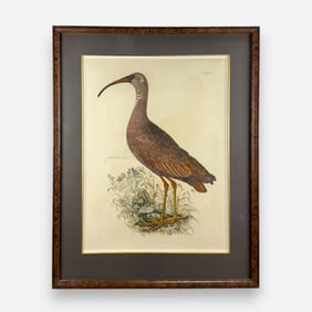P.J. Selby "Glossy Ibis, Young" Hand-Colored Framed Print
