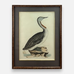 P.J. Selby "Red Throated Diver" Hand-Colored Framed Print