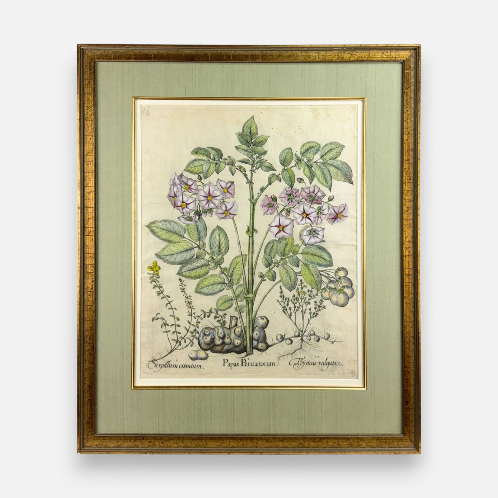Basilius Besler "Papas Peruanorum" Antique Botanical Hand-Colored Framed Print (1 of 7)
