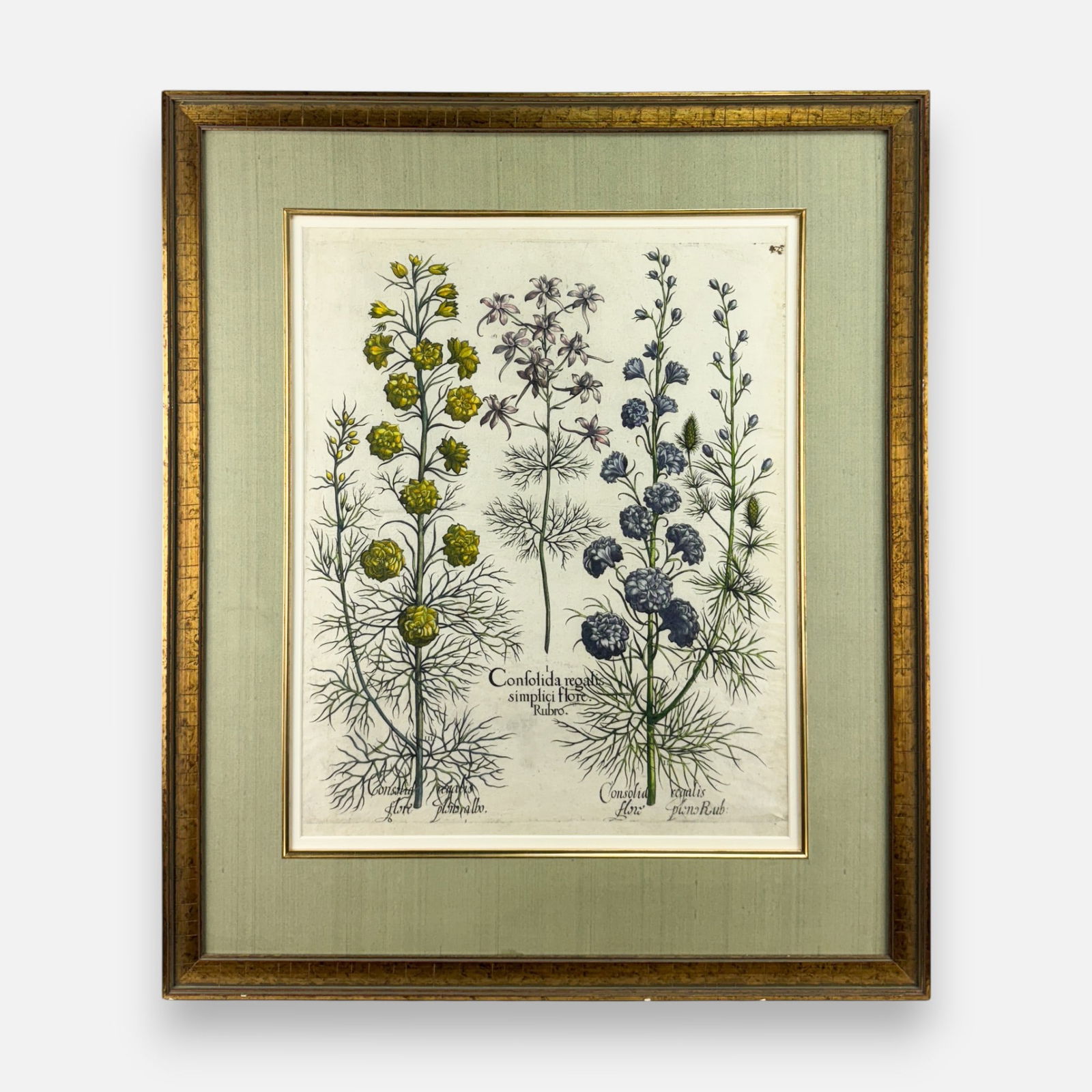 Basilius Besler "Confolida Regalis" Antique Botanical Hand-Colored Framed Print (1 of 6)