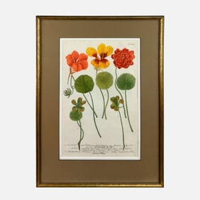 Weinmann "Indian Cress" Antique Botanical Framed Print