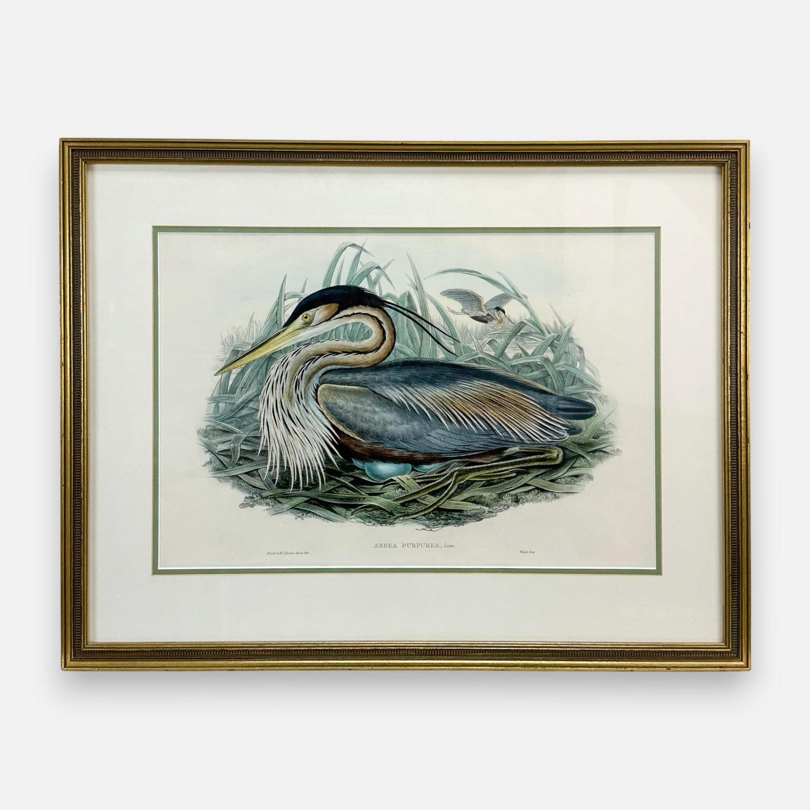 Gould & Richter "Ardea Purpurea / Purple Heron" Antique Hand-Colored Ornithological Print: Approx. sight size 13 1/2" x 20 1/2". Framed, matted, and sealed.For shipping, we highly recommend Donald Camden at UPS Store 4608. Alternatively, reach out to one of our preferred shippers listed at