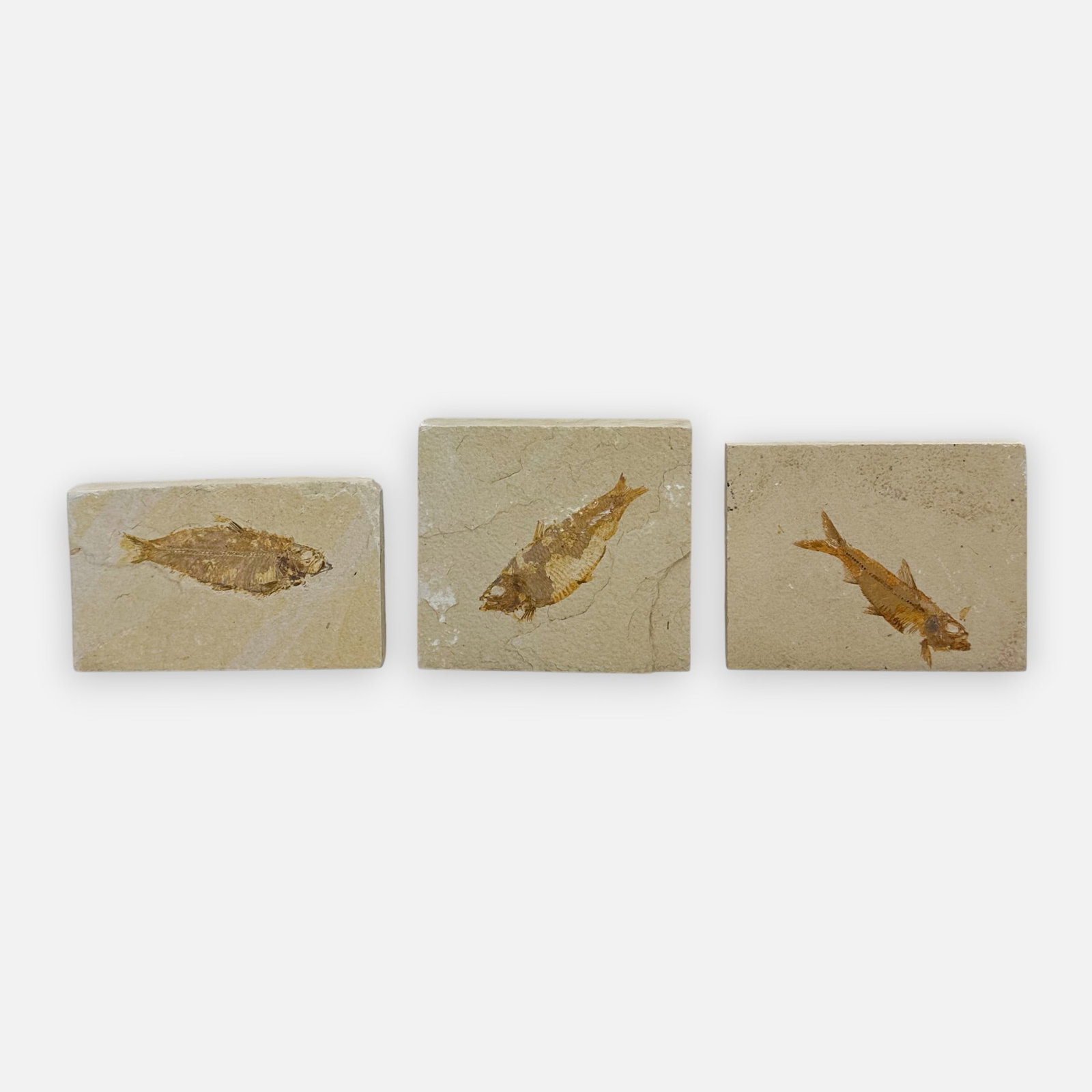 Three Genuine Knightia Fish Fossil Plates: Largest fossil measurements included in listing.For shipping, we highly recommend Donald Camden at UPS Store 4608. Alternatively, reach out to one of our preferred shippers listed at the link below or