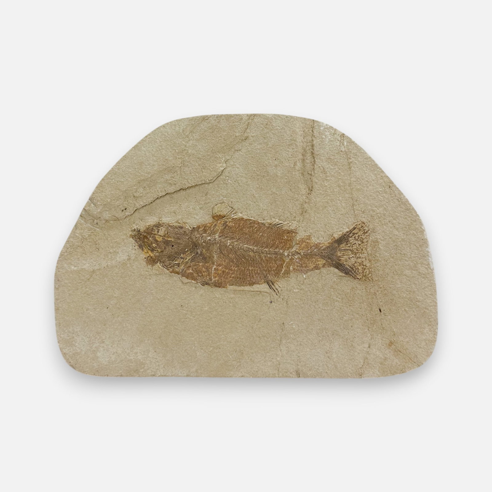 Genuine Knightia Fish Fossil Plate #1: For shipping, we highly recommend Donald Camden at UPS Store 4608. Alternatively, reach out to one of our preferred shippers listed at the link below or elect for LiveShipping in the checkout screen.