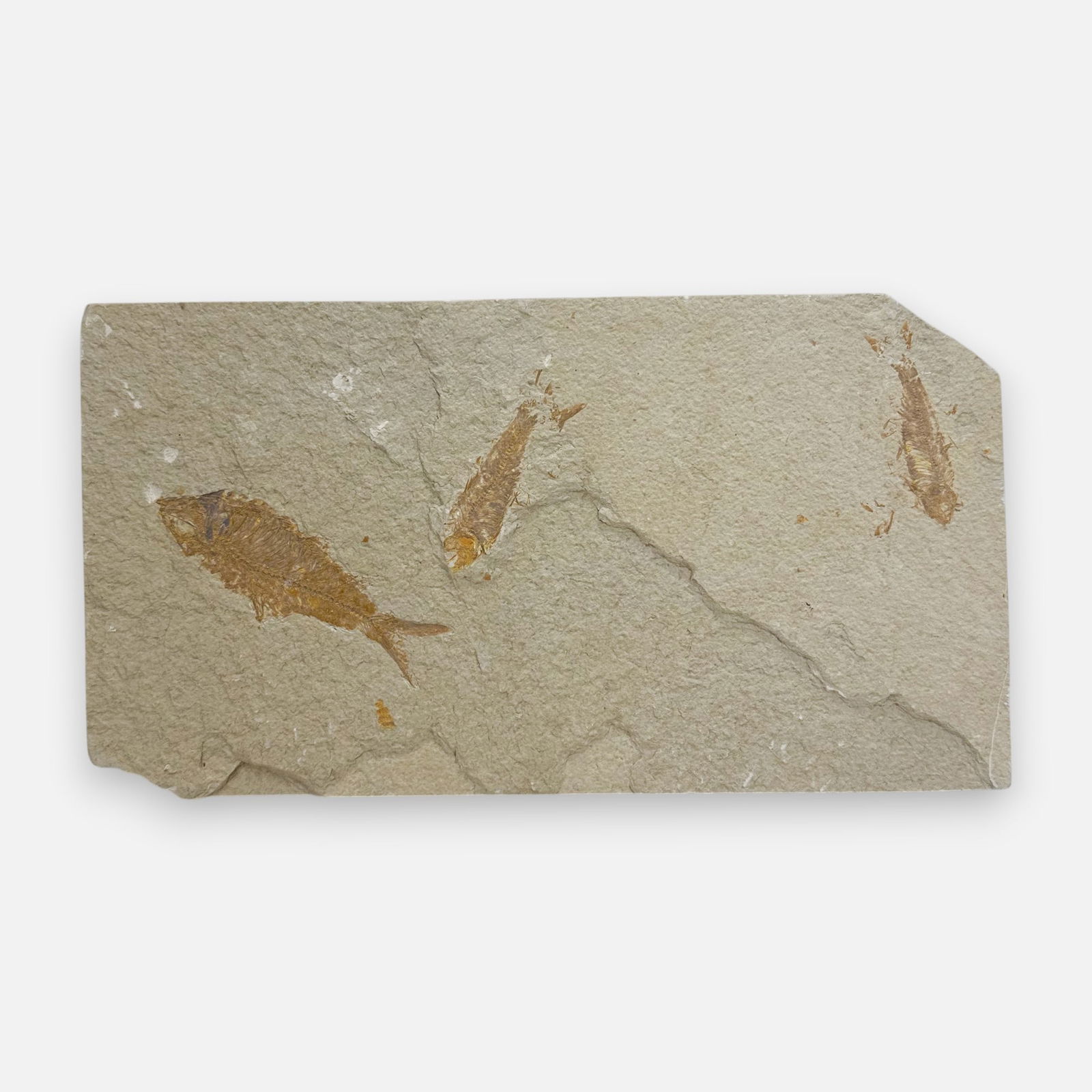 Genuine Knightia Fish Fossil Plate #4: For shipping, we highly recommend Donald Camden at UPS Store 4608. Alternatively, reach out to one of our preferred shippers listed at the link below or elect for LiveShipping in the checkout screen.