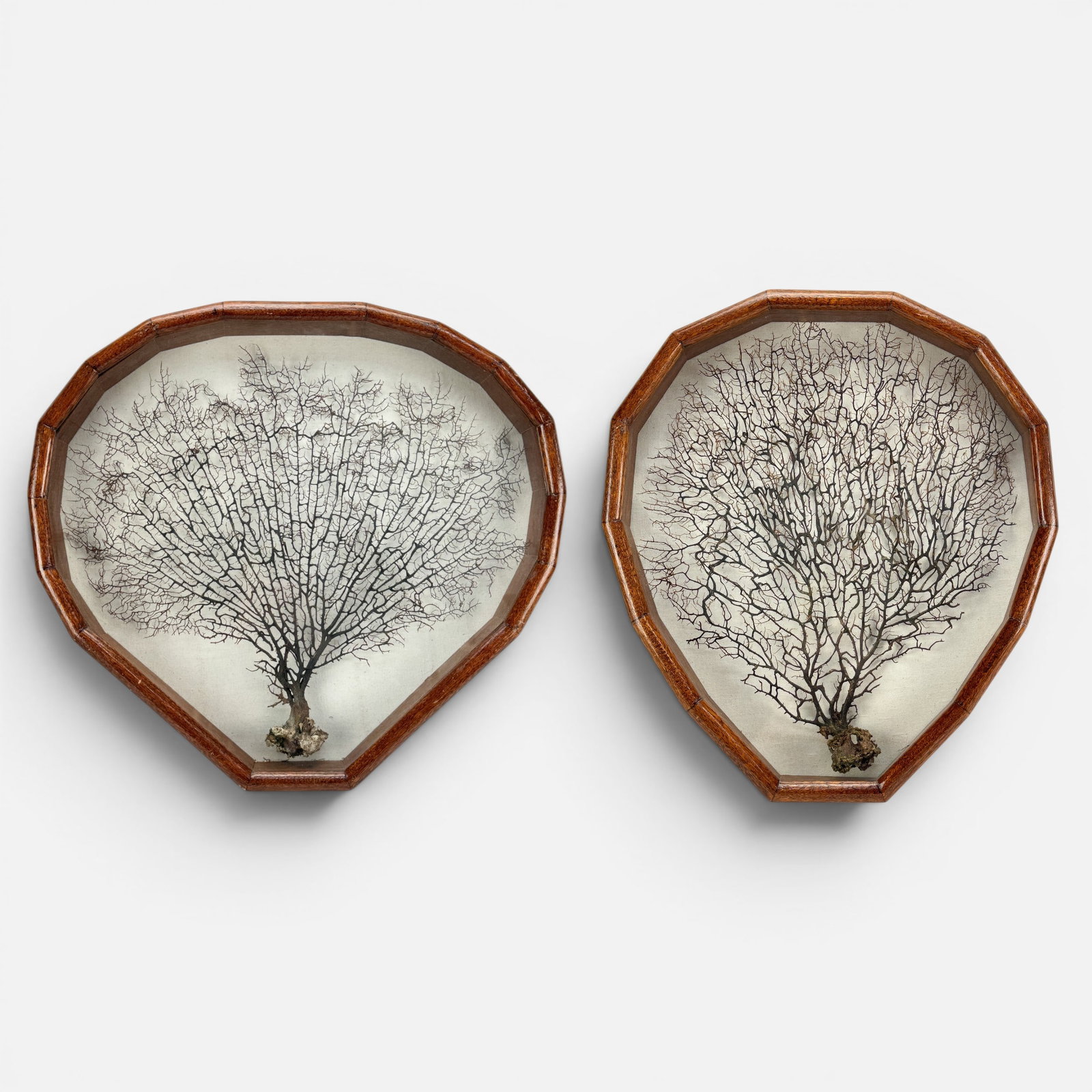 Pair Shadowbox Mounted Fan Coral Branches w/Custom Hand-Built Frames: Measurement is for the wider of the two. For shipping, we highly recommend Donald Camden at UPS Store 4608. Alternatively, reach out to one of our preferred shippers listed at the link below or elect 