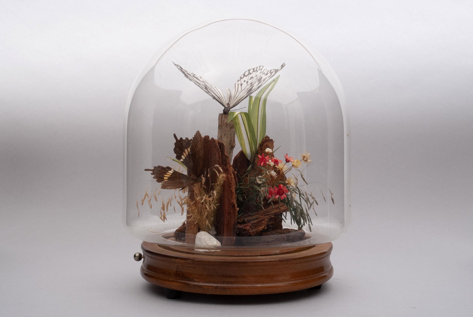 BUTTERFLY DOME MUSIC BOX: BUTTERFLY DOME MUSIC BOX Two butterflies in naturalistic surround, contained within glass dome. 9" height, 7.5" diameter