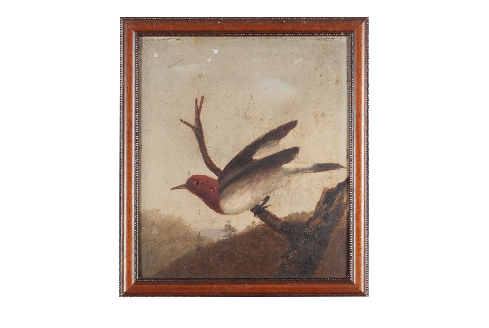 RED HEADED WOODPECKER (AMERICAN SCHOOL, 19TH CENTURY): (AMERICAN SCHOOL, 19TH CENTURY) 19th century, oil on board, no visible signature. Red-headed woodpecker perched in a tree, modern wooden frame. Label on verso from Rundel's Art Gallery, 57 W. Main St.