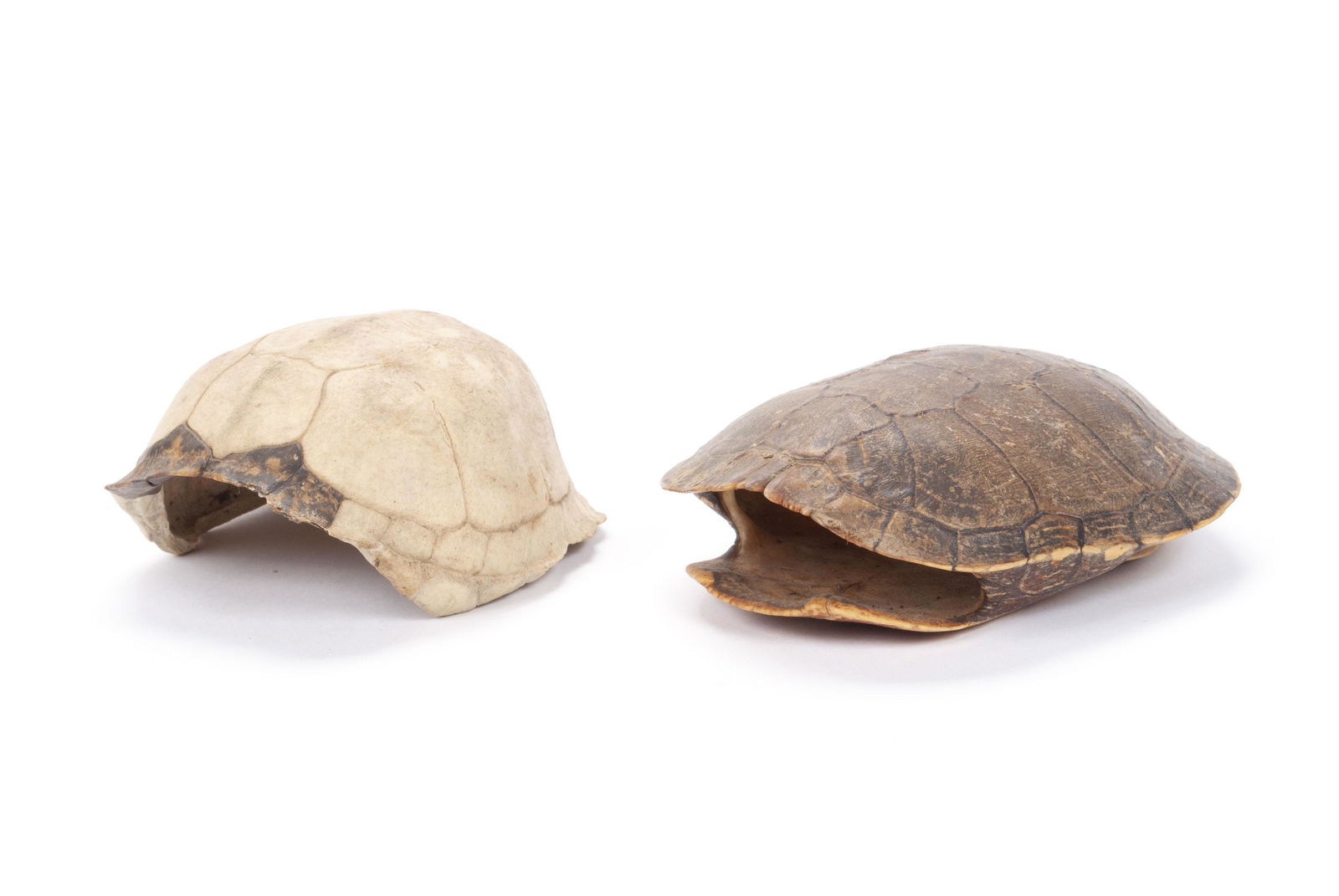 PAIRING OF TORTOISE SHELLS (1 of 4)