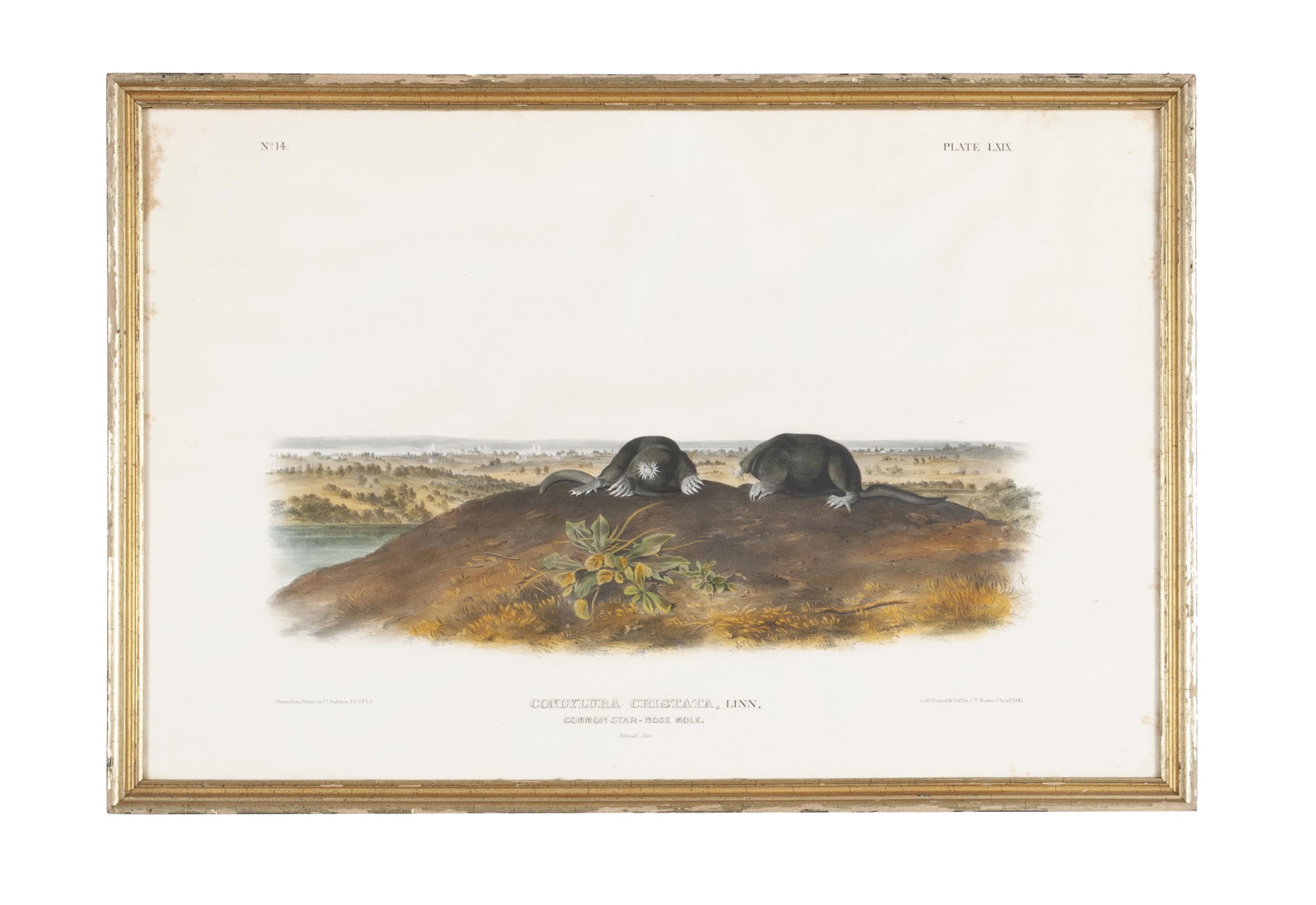 AFTER JOHN JAMES AUDUBON (AMERICAN, 1785-1951): AFTER JOHN JAMES AUDUBON (AMERICAN, 1785-1951) Condylura Cristata, Linn; Common Star-nosed Mole Lithograph, Plate LXIX of No. 14. Printed and colored by J.T. Bowen (Philadelphia, 1845), after a drawin