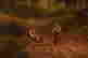 item-131898021=3
