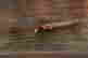 item-131898318=6