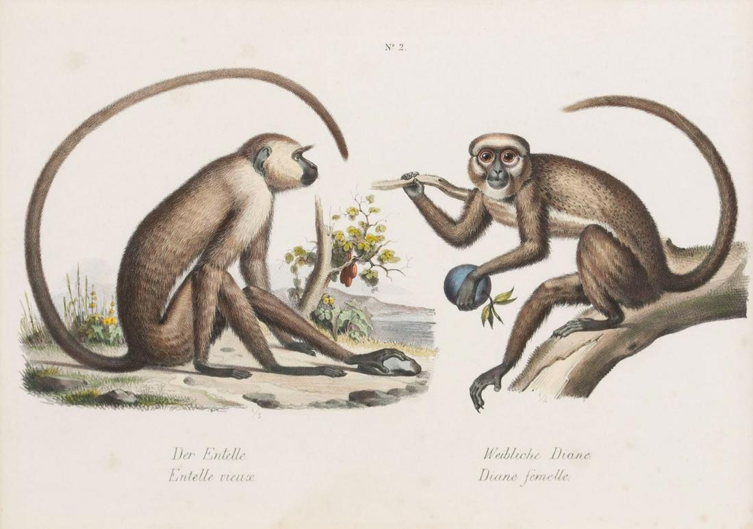 STONE LITHOGRAPH OF MACAQUES BY FUCHE (1 of 4)