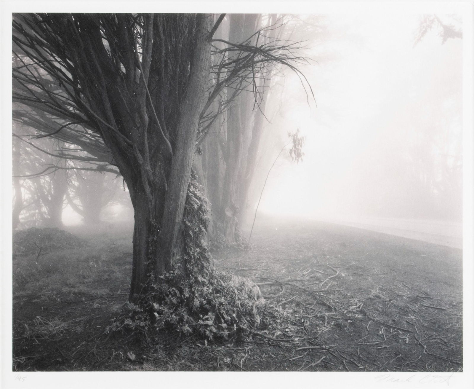 MARK CITRET (AMERICAN, B. 1949): Mark CitretAmerican, b. 1949Tree in the MistPhotographSigned in pencil lower right, numbered 1/45 lower leftImage: 7 x 8 1/2 in. (17.78 x 21.59 cm.), frame: 20 1/2 x 16 1/2 in. (52.07 x 41.91 cm.)