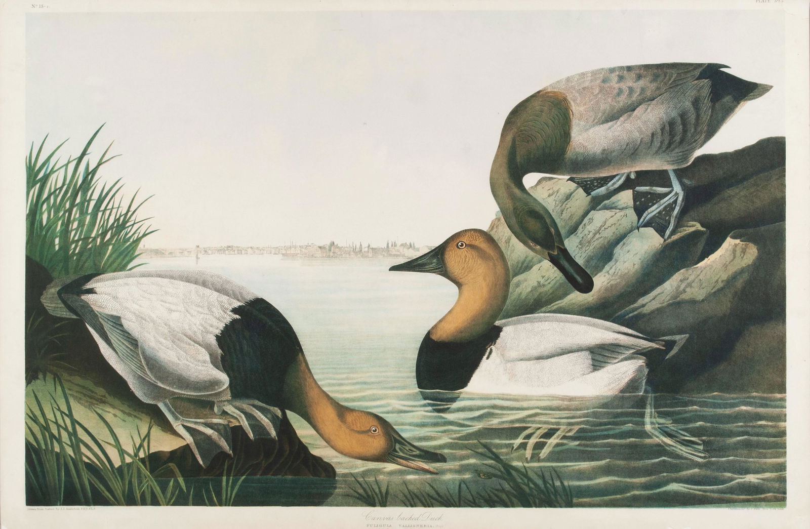 AFTER JOHN JAMES AUDUBON (FRENCH/AMERICAN, 1785-1851) (1 of 7)