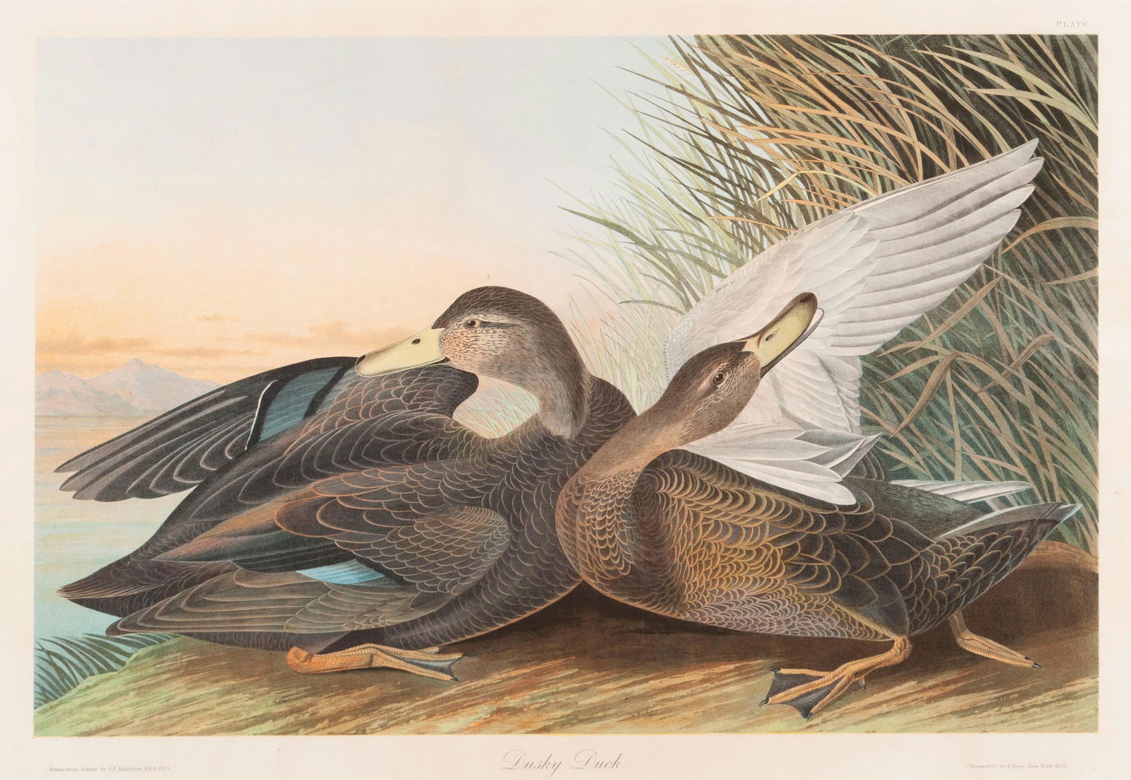 AFTER JOHN JAMES AUDUBON (FRENCH/AMERICAN, 1785-1851) (1 of 8)