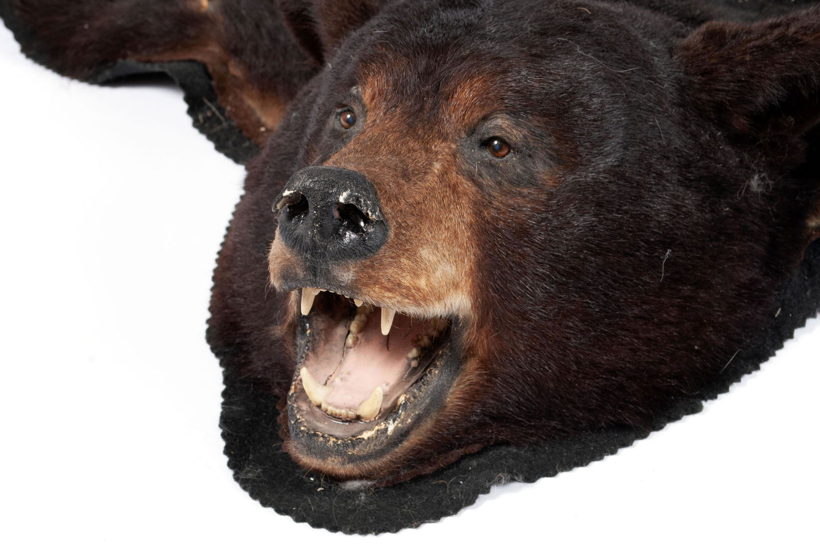 BLACK BEAR TAXIDERMY RUG (1 of 8)