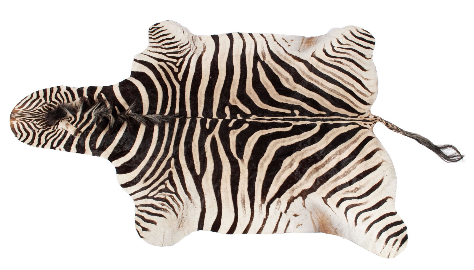 ZEBRA TAXIDERMY HIDE RUG (1 of 6)